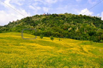 Flower meadows of the hills
