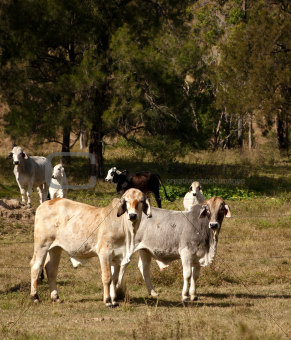 Australian cattle country