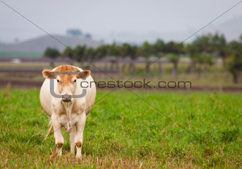 Cow in green paddock
