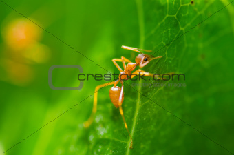Red ant in green nature