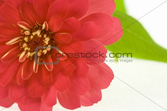 Red flower (zinnia)