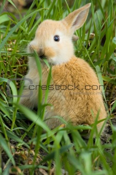 small red rabbit
