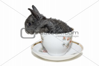 grey small rabbit in the white cup