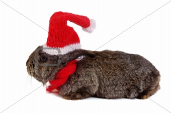 grey rabbit dressed like santa