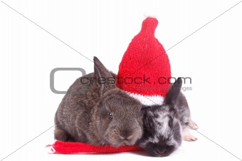 two rabbit under one hat