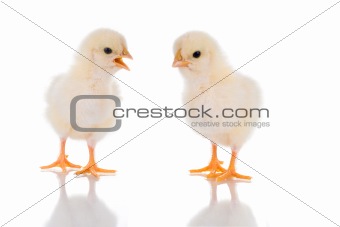 Chick Talk