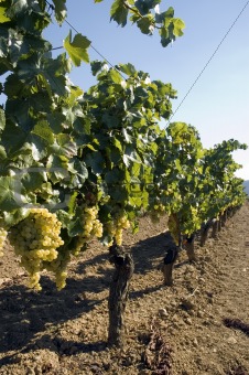 Grapes hanging from vines