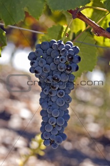 Grapes on the vine 1