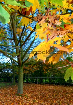 Tree with colorful autumn leaves
