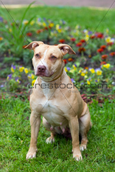 American Pit Bull Terrier sitting