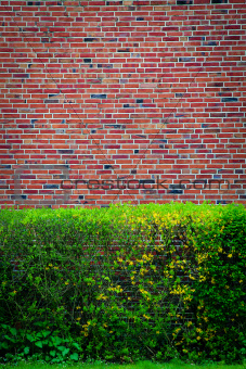 Green bushes at an brown wall