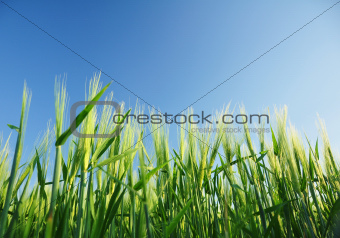 Field with the sky