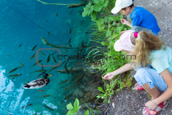 Small fish shoal and wild ducks in azure lake