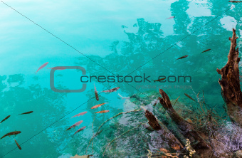 Small fish shoal in azure lake