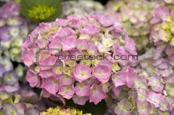 hydrangea pink