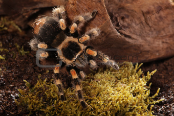 Mexican Redknee spider
