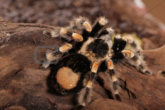 Mexican Redknee spider