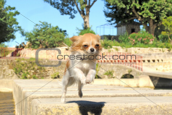 jumping chihuahua