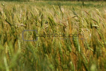 green and yellow wheat
