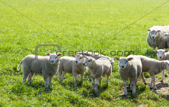 Flock of sheep standing in a field waiting