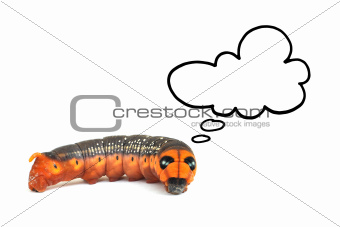orange caterpillar thinking isolated on white background
