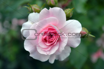 gentle rose