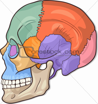 Human Skull Diagram Illustration