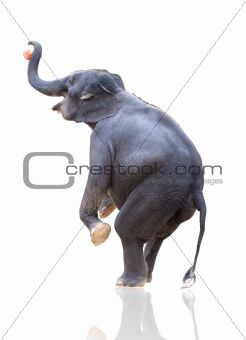 elephant throwing ball