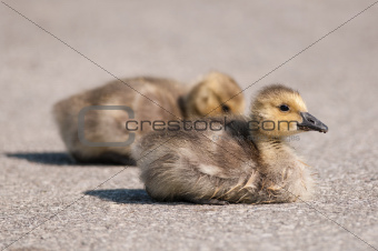 Two Canada Goose (branta canadensis) Goslings on a Path