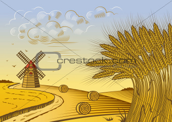 Wheat fields landscape