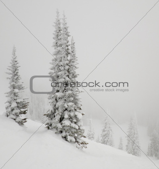 Fir tree covered with snow.