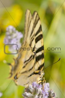 butterfly in the field