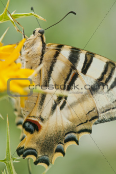 butterfly in the field