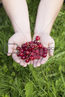 Hands with cherries and raspberries