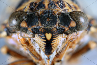Cicada Head Close Up
