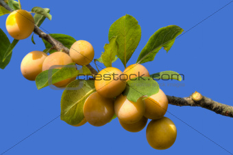 Yellow Plum Branch