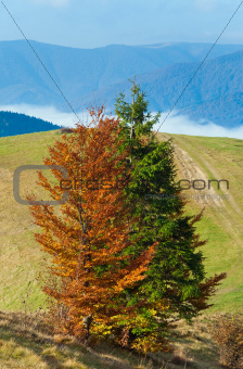 Colorful  trees on mountainside
