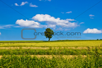 Single tree on yellow field