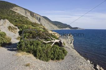 Juniper tree at the Black Sea shore