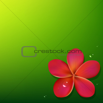 Pink Frangipani With Green Background