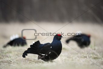 Lekking black grouse (Tetrao tetrix)k. 