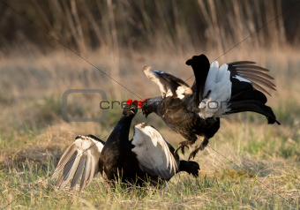 Fighting black grouse (Tetrao tetrix). 