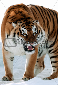 Siberian Tiger Growling