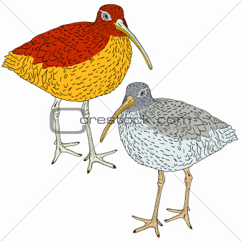 Eurasian Curlew, bird. Vector illustration.