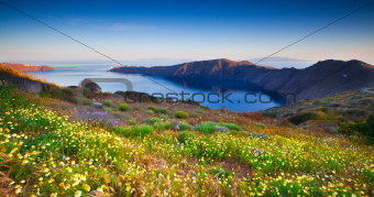 Santorini Wildflowers