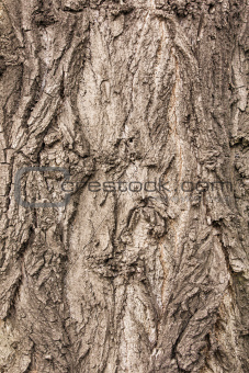 Textured bark of a healthy old tree