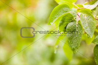 Few leaves with raindrops and blurred background