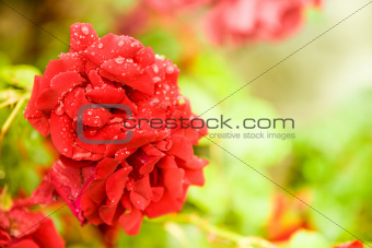 Several red rose flowers and blurred background