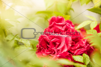 Landscape view of roses in nature between thorns