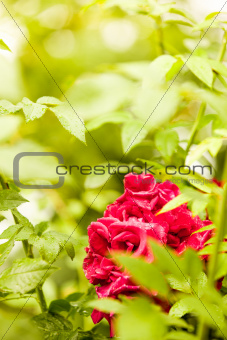 Portrait view of roses in nature between thorns